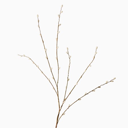 Pussy Willow Spray Stem image