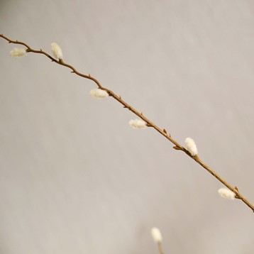 Pussy Willow Spray Stem Image