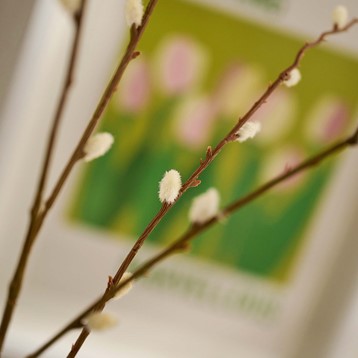 Pussy Willow Spray Stem Image